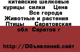 китайские шелковые курицы (силки) › Цена ­ 2 500 - Все города Животные и растения » Птицы   . Саратовская обл.,Саратов г.